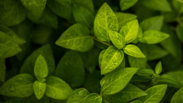 Conta Geral do Estado inclui pela primeira vez capítulo sobre ODS